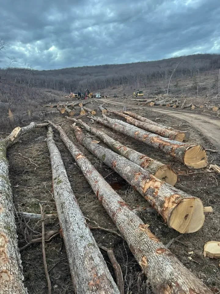 Freshly cut logs staged in rows with heavy logging equipment and cleared forest hillside
