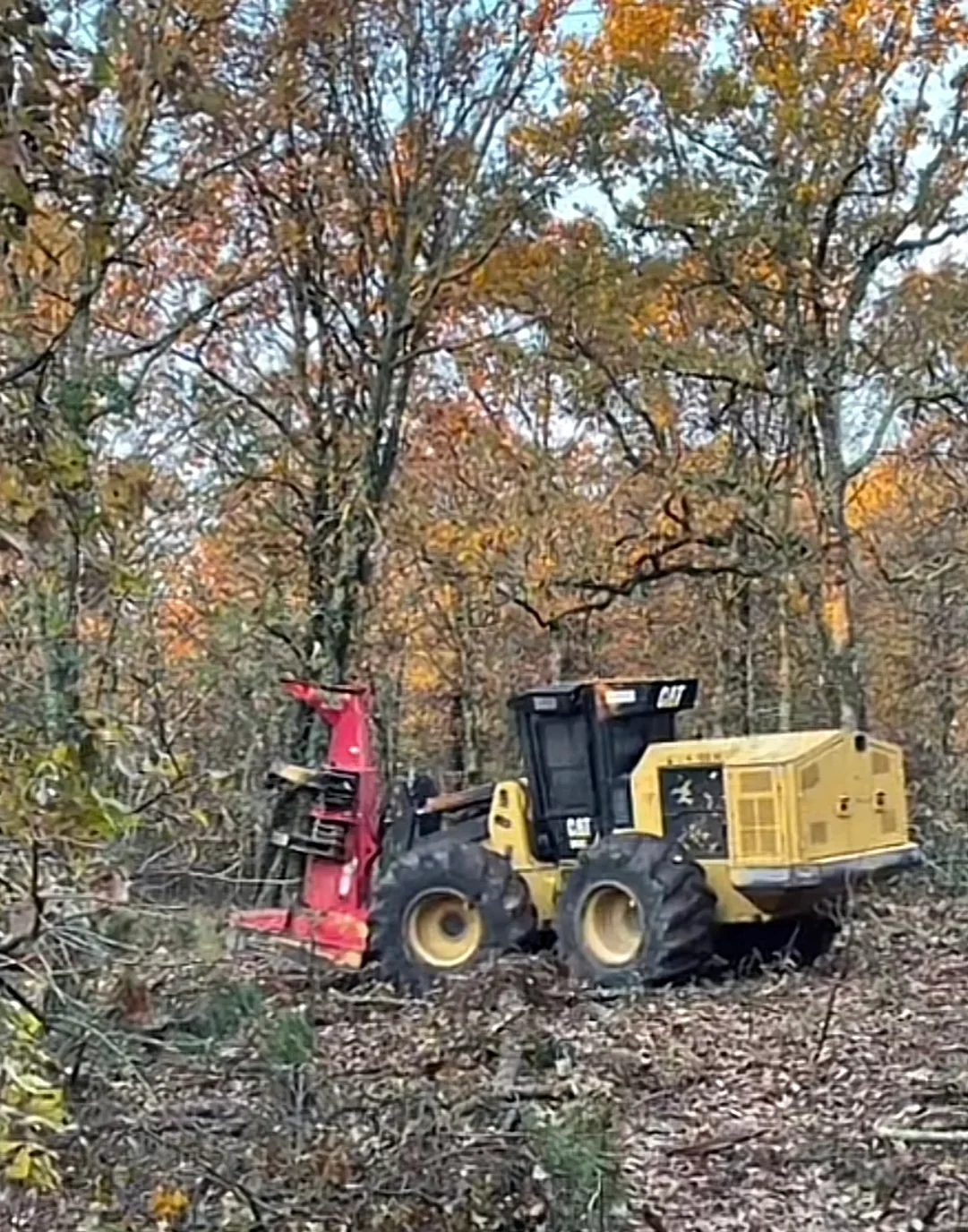 CAT wheel loader with red wood processor harvesting timber in autumn forest
